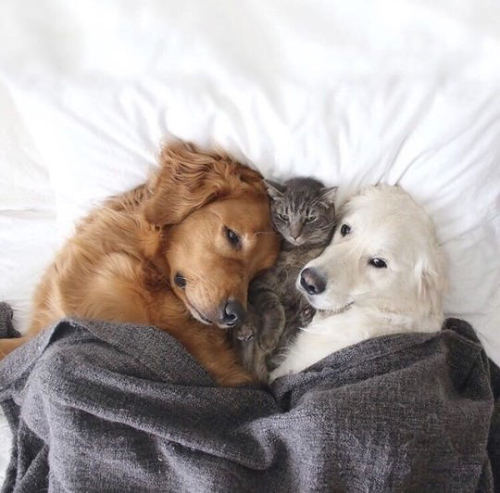 dawwwwfactory:Cuddles for everyone Click here for more adorable animal pics!