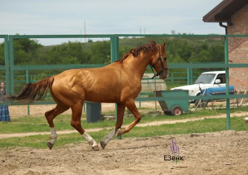 russianhorses:Don Horse stallion Grebok (”A stroke of the oar“)