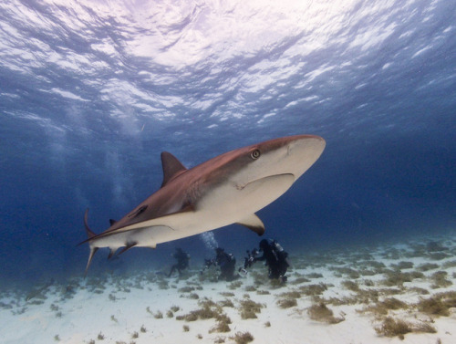 gentlesharks:Caribbean Reef shark