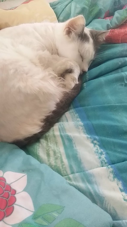 a sleeping cloud