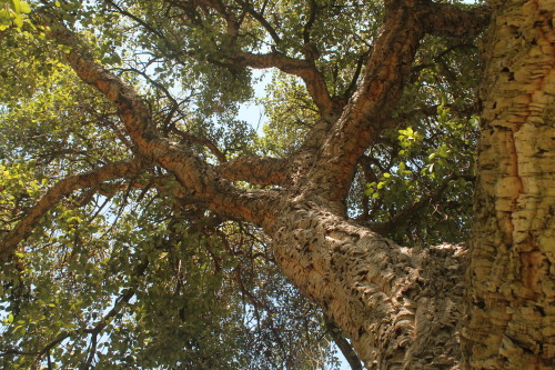 Cork Oak, Quercus suber, growing magnificently well in the Elysian Park Arboretum. The bark of this 