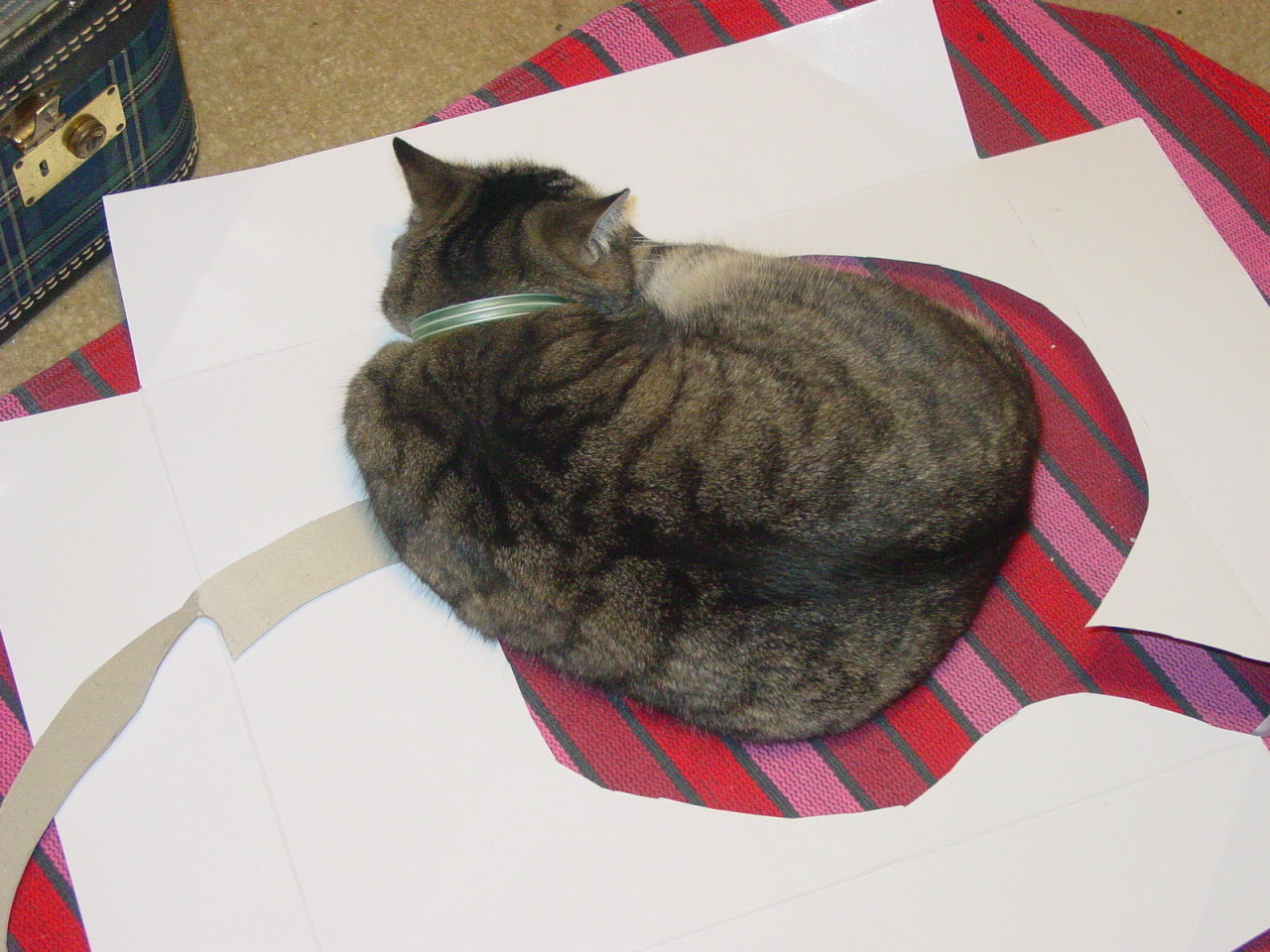 getoutoftherecat:  get out of there cat. it’s no longer technically a box once