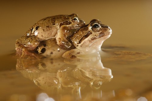 The Chilean four eyed frog [Pleurodema thaul] is a primarily forest-dwelling species native to Chile