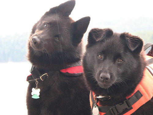 tempurafriedhappiness: Unbelievably charming pair of Schipperkes owned and photographed by Flickr us