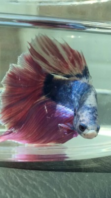 likesplatterpaint:  crazy-fish-lady:  kai-ni:  unicorngrease:  Everyone meet my new fish Prince. The half moon grumpy betta  GOOD LORD that face  SUPER GRUMP  THE GRUMPIEST 