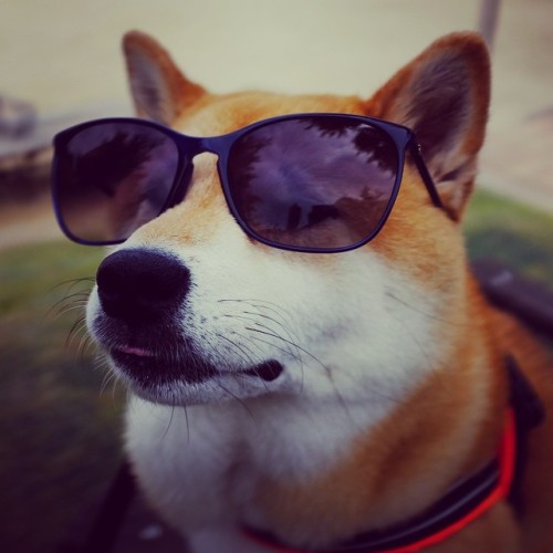 unihalo:  Good looking guy…oops…lady Uni. #shiba#shibe#shibainu#shibainuuni#shibalovers#shibaoftheday#shibastagram#instashiba#lovepets#lovedogs#loveshiba#dog#doge#doglovers#uni#unistagram#dogstagram#instagood#love#tokyo#japan#happyface#柴犬#柴犬うに#sunglasses