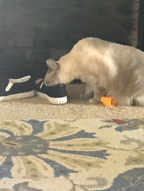 p0tat0catofwesteros:Look at this picture of my cat smelling my shoe