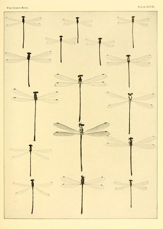 nemfrog:Plate XLVII. Dragon flies. The insect book. 1937. 