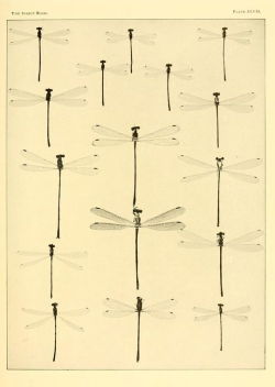 nemfrog:Plate XLVII. Dragon flies. The insect