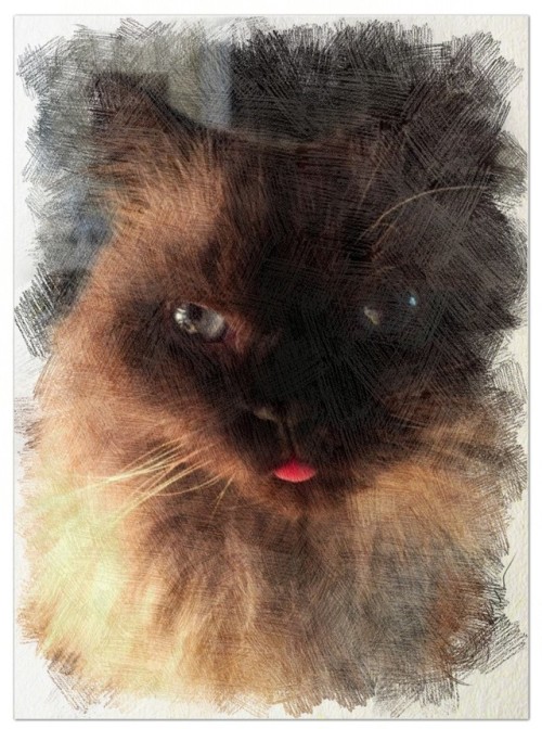 maddiejagersart:@frankzappathecat frank zappa is now art! Little Frank’s blep, captured by visual ar