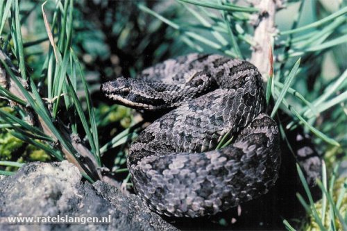  (Crotalus intermedius gloydi) - Oaxacan small-headed rattlesnake