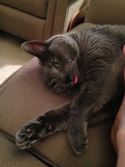 gallaooc:  dailyblep:  Sympathy blep for