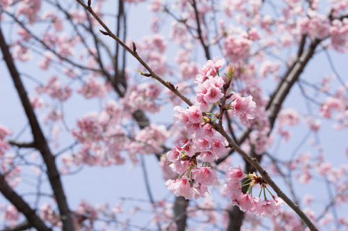 Sakura by Okera on Flickr.