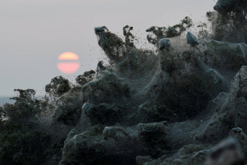 end0skeletal: This September (2018) in Aitoliko, Greece, the beach was covered in a blanket of massi