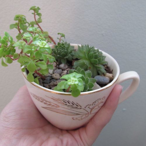 voidedsuggestion: look at these new plants i got they’re in a teacup!!