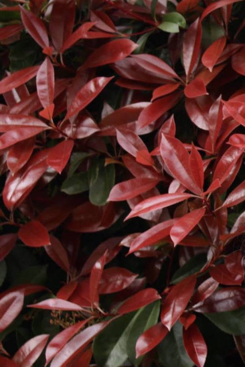 ophore:i feel like an autumn fairy