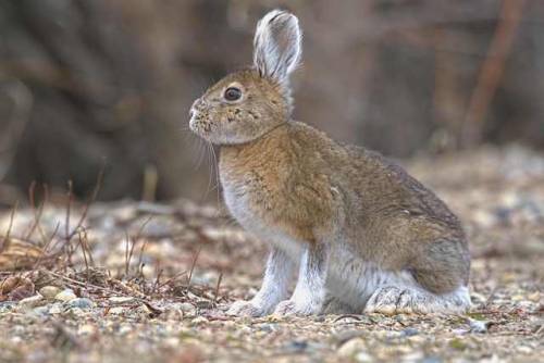 laurenzbaars:Sbowshoe Hare by Laurenz Baars