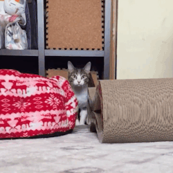 giflounge:  There’s something about this cat’s jump…