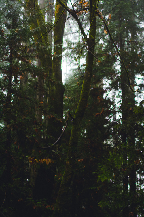 darkcoastphotography: 'Gnawing Bones'Hemer Provincial Park, Vancouver Island, British Columbiatumblr