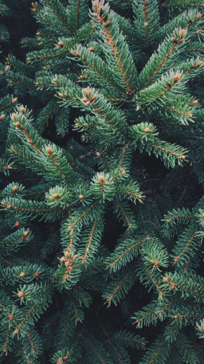 rxlockscreens: I can’t wait until christmas