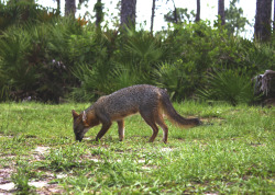 Samreynoldsphotography:  Florida Gray Fox. Didnt Even Care I Was There!The Gray Fox