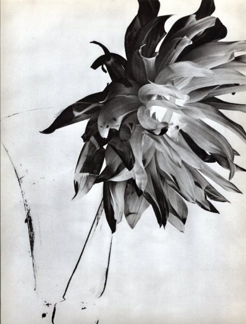 Flower, Solarization, 1936G Monnier