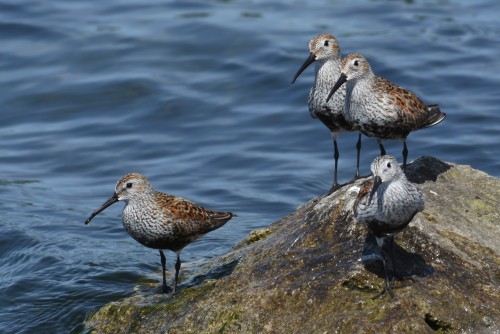 Between whimbrel flybys these dunlins kept me entertained at Colonel Samuel Smith Park