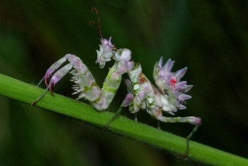 lovingexotics:Spiny Flower MantisPseudocreobotra wahlbergi Source: Here