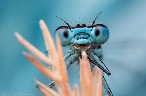 I See You (by Eddie The Bugman)