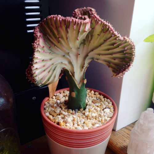 My new coral cactus. It&rsquo;s actually a succulent top grafted onto the base of a cactus, and ther