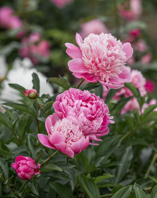 peonies