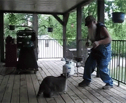 thaxted:  A person with an epic beard dances cutely with a floppy fat raccoon. This is the very definition of perfect. 