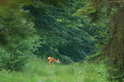 Roe Deer Buck in Ancient Woodland by Alan MacKenzie www.alanmackenziephotography.com | Facebook