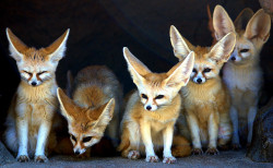 ocheeva:  Fennec fox by floridapfe on Flickr.