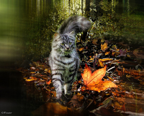 catycat21:Maine Coon , autumn feeling. by Wouter van Wijngaarden on Flickr.