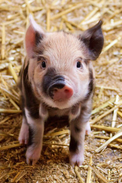 I WANT A PIGGY LIKE THIS!