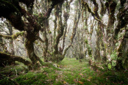 definitelydope:  In the cloud forest, Hump Ridge track, Fiordland, New Zealand (by goneforawander) 