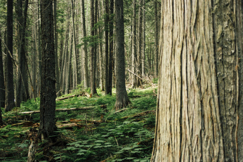 trail of the cedars, glacier national park, 2017