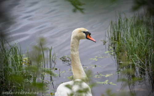 Mute Swan (Cygnus olor) – Hillsborough Lake, Northern Ireland