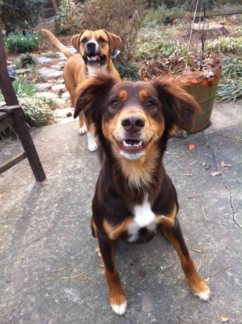 awwww-cute:  His ears fluff up when he’s excited (like for fetch)
