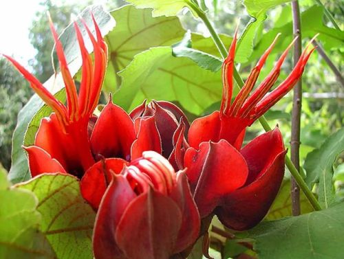 Chiranthodendron pentadactylon (Devil’s Hand)