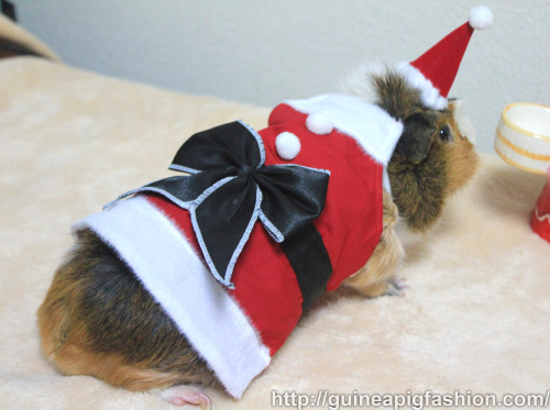 New on shop! Santa Costume Pack [2013] for Guinea Pigs now available on Guinea Pig Fashion.