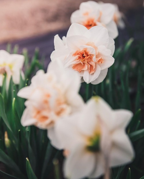 Heirloom Narcissus Delnashaugh ~ Petalbackfarm