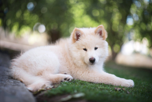 little-fox-adventures - A 10 week old lightly toasted...