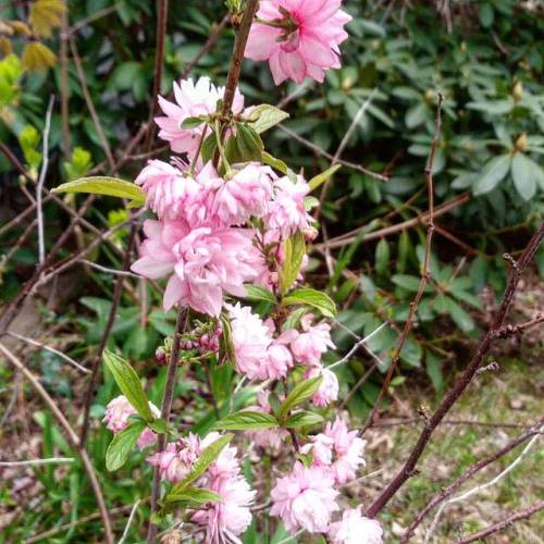 #spring #spring2017 #flowers #pink #nature