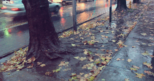 natureluvs:Rainy autumn