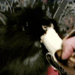sqrtnegativeone:  sqrtnegativeone:  Theodore loves bananas. A lot. /Don’t worry, he doesn’t get much banana (it’s generally not good for bunnies to eat lots of banana). His bites are really small, and I only give it to him as a special treat.  The