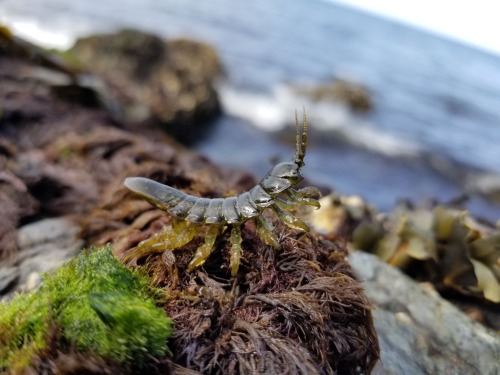 onenicebugperday: Rockweed isopod, Pentidotea wosnesenskii, Idoteidae This marine isopod is found on