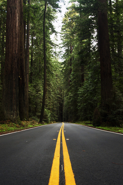 umq:  Avenue of the Giants :: (Al Rodriguez) 