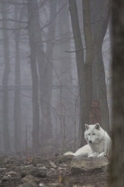 https://64.media.tumblr.com/31890b7cf5aaa02dcf5fe43033df5e7f/tumblr_mkosrs4MIy1s8zvnbo1_500.jpg